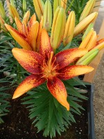 [5025 TinyOrangeSensation No02.JPG]